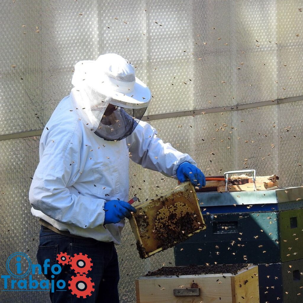 Iniciarse en la apicultura